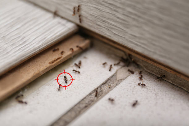 Best Ant Control Services  in North Apollo, PA